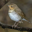 Swainson's Thrush